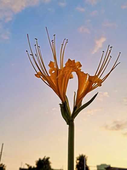 Bhardwaj - Urban Gardening Consultation A Riot of Colorful Flowers photo 206