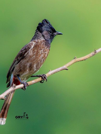 A Red-vented Bulbul, one of India's most common and charismatic birds, perched on a thin branch. Its simple beauty makes it a wonderful subject.
