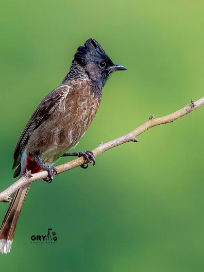 A Red-vented Bulbul, one of India's most common and charismatic birds, perched on a thin branch. Its simple beauty makes it a wonderful subject.