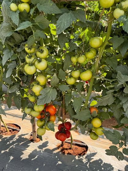 Another look at our high-yield hybrid tomatoes, a result of precise research and development. We engineer our seeds to produce the best possible crops for farmers and home gardeners.