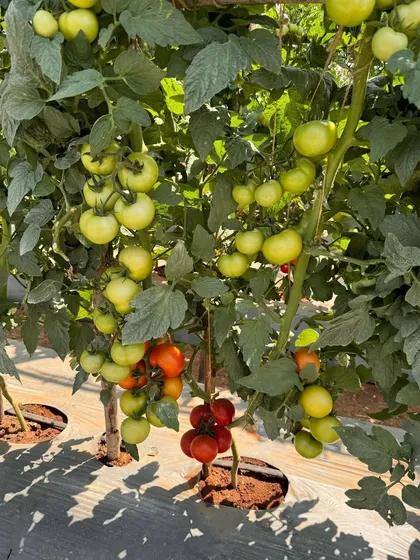 Another look at our high-yield hybrid tomatoes, a result of precise research and development. We engineer our seeds to produce the best possible crops for farmers and home gardeners.