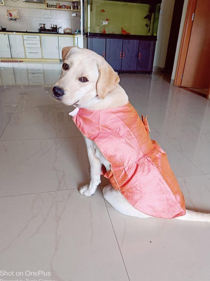 PL Paws - Animal Rescue & Rehabilitation Happy Tails: Our Adoption Stories photo 42