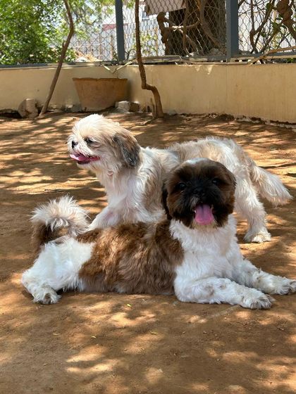 The birthday pups enjoying some time in the sun after their cake celebration.