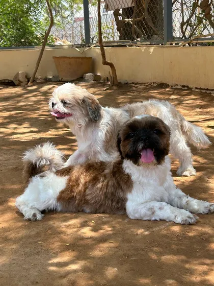 The birthday pups enjoying some time in the sun after their cake celebration.