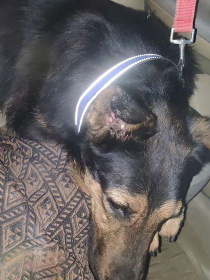 This abandoned German Shepherd was rescued in Faridabad and needed transport to a foster home in Gurgaon. He was exhausted but safe, sleeping for most of the long journey.