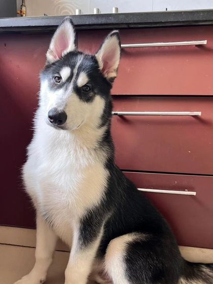 Zoella Dog Training - Puppy Foundation Training Welcome to the Pack! photo 7