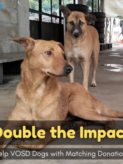 Does your company have a donation matching program? You can double your impact and help us provide a safe, loving home for dogs who cannot survive on the streets.