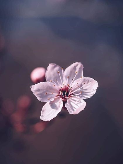 Bangalore Photographers - Find a Photographer Wildlife & Nature Photography photo 23