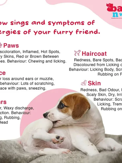 Allergies can cause significant discomfort for your dog. Learn to recognize the common signs and symptoms affecting their paws, haircoat, face, ears, and skin.