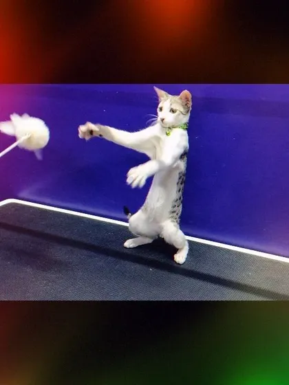 It's not all work and no play. We love having fun with our visitors, like this energetic cat who was just moments away from catching the feather toy during a play session at our shop.