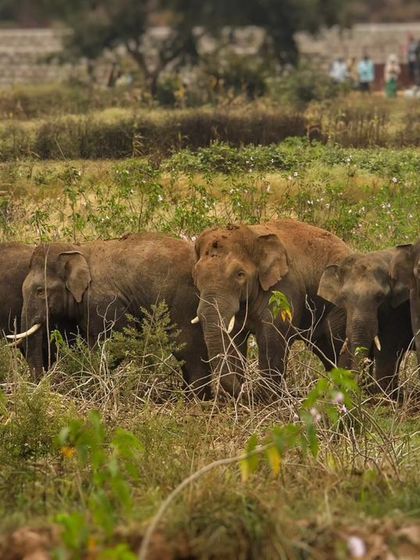 A herd of elephants, including several tuskers, moves through the tall grasses. This image captures the social structure and collective movement of these intelligent animals.