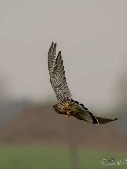 A Common Kestrel hovering, a characteristic hunting behavior.