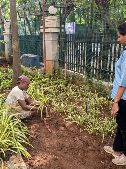 A team member plants new ground cover plants under supervision. We had to replace some plants that were affected by the heavy monsoon season.