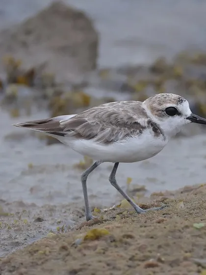 A White-faced Plover walking along the shoreline. Their pale plumage makes them blend in with the sandy and rocky coasts they frequent.