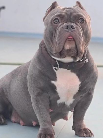 The mother of our American Bully puppies, showcasing her strong build and gentle expression.