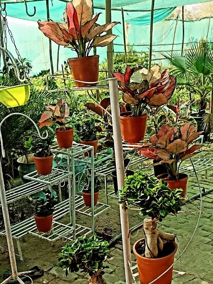 Here is a look at how my multi-tier metal stands can transform a space. I have both round and rectangular designs to help you display many plants, like these Aglaonema and Bonsai, without taking up too much room. I can deliver these setups directly to your home in Noida.