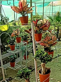 Pots, Planters & Stands