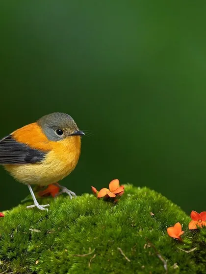 A female Black-and-orange Flycatcher, her softer colors complementing the vibrant green moss and delicate flowers.