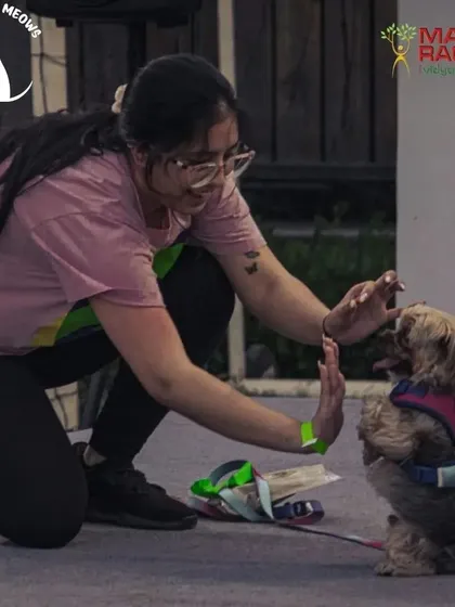 High-fives for a day well spent. Moments of connection between pets and their parents are what these events are all about. I organize talent shows and fun contests that let your dog's personality shine.