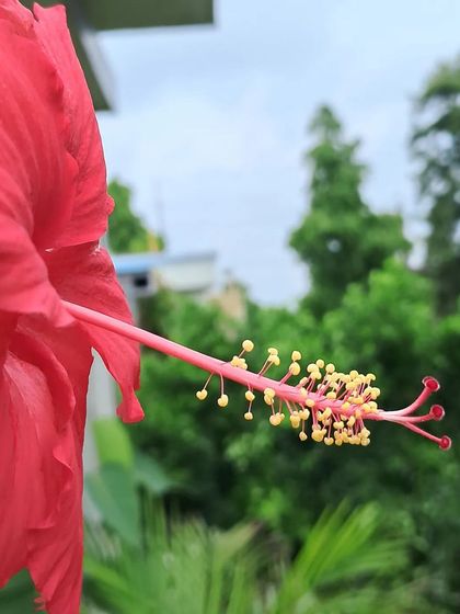 Bhardwaj - Urban Gardening Consultation A Riot of Colorful Flowers photo 220
