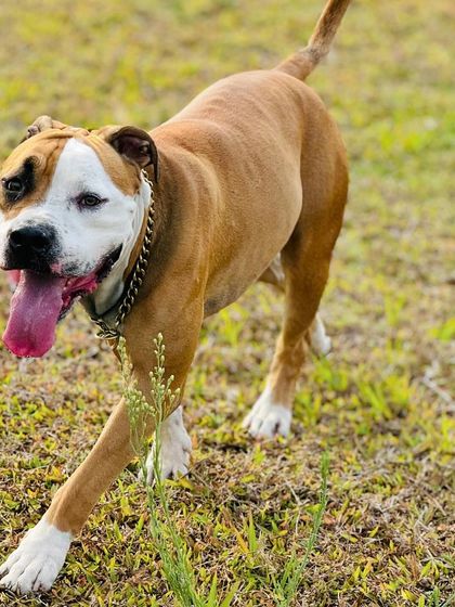 The Pawsome Camp - Dog Daycare & Boarding The Pawsome Playground: 2 Acres of Freedom photo 34