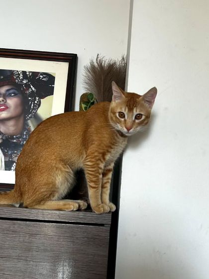 Here are more of the lovely cats I've had the pleasure of sitting. Each one has a unique personality, and I tailor my care to make them feel comfortable, from playful kittens to serene seniors.