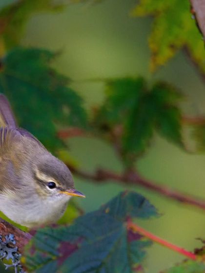 The Hume's Bush Warbler, a small, plain-looking warbler that can be tricky to identify without hearing its call.