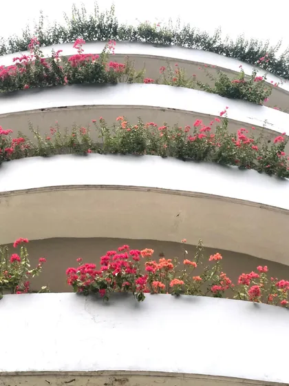 Cascading Bougainvillea planted on the different levels of a parking structure. Their bright flowers transform a purely functional building into something beautiful.