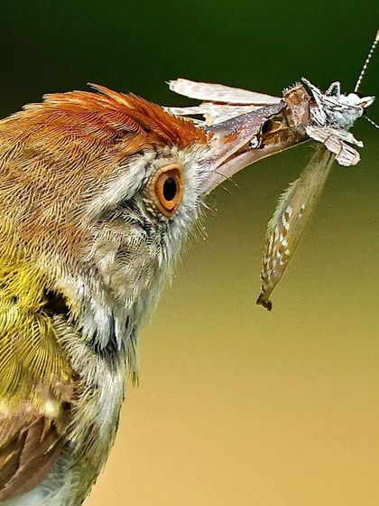 A macro shot of a Common Tailorbird with its prey. This image provides a graphic and fascinating look at the insect captured in the bird's beak.