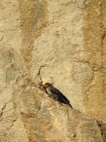A Yellow-billed Chough, also known as the Alpine Chough, clings to a rock face. These high-altitude specialists are a common sight soaring above the mountain peaks on our treks.
