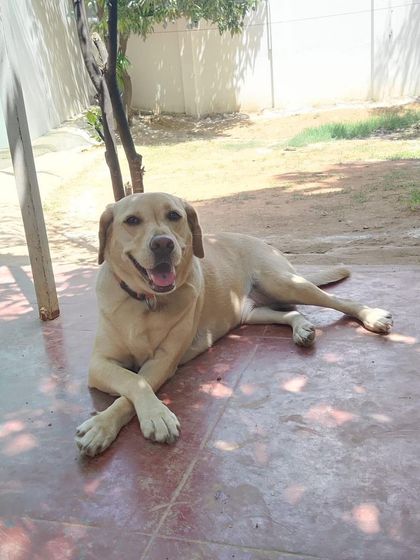 Stay - Dog Daycare Quiet Time & Cozy Naps photo 18