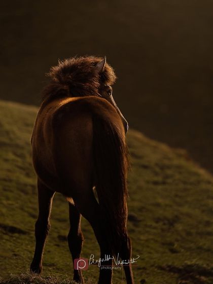 Pragalbh - Fine Art Pet Photography More Animal Friends photo 7