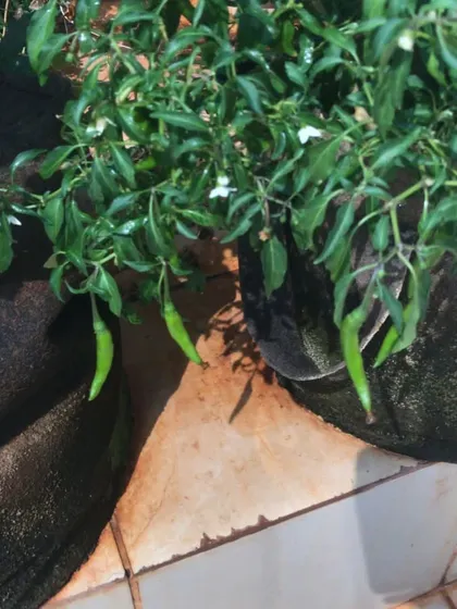 Green chillies growing abundantly in a grow bag on a terrace. This shows how we can achieve great results with simple, soil-based organic gardening methods.