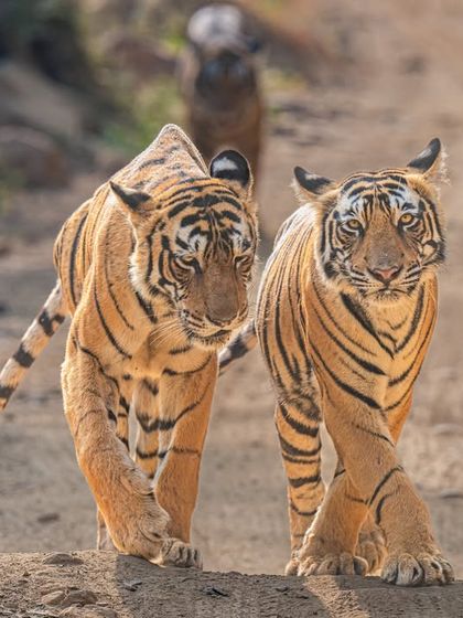 Queen Arrowhead with her sub-adult cub. By getting as low as possible, I create a more intimate and powerful perspective, strengthening the connection with the viewer.