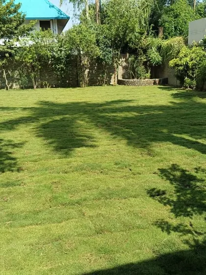 A newly installed lawn in a residential backyard. The shadows from the trees show that my grass can handle partial shade.