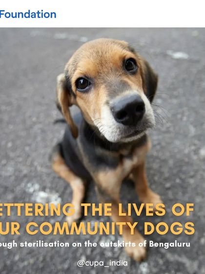 Cupa - Spay/Neuter & Animal Birth Control Our Dog Sterilization Program photo 16