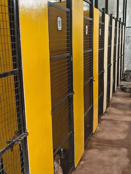The newly painted and finished kennels. These upgrades ensure our dogs live with dignity and comfort, and that our facilities can be washed down and sanitized effectively every day.