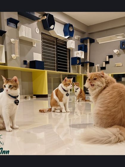 Meow Inn - Cat Lounge & Play Sessions Our Cat Paradise: A Tour of the Lounge photo 15