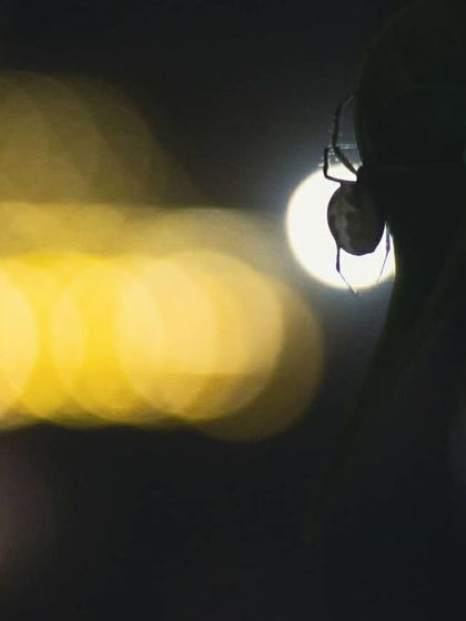 A different composition of the Diwali spider, with a more horizontal arrangement of the bokeh. The colors and light create a warm and magical feeling, turning a simple spider into a festive subject.