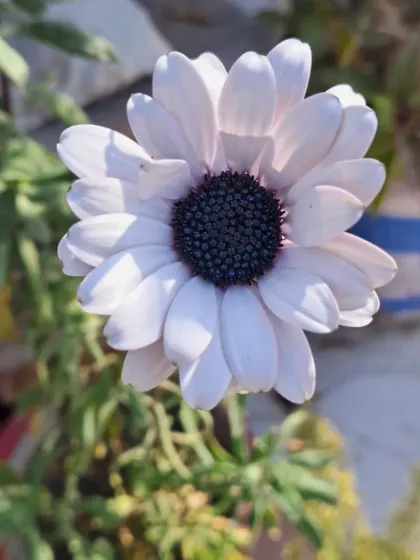 Bhardwaj - Urban Gardening Consultation A Riot of Colorful Flowers photo 183