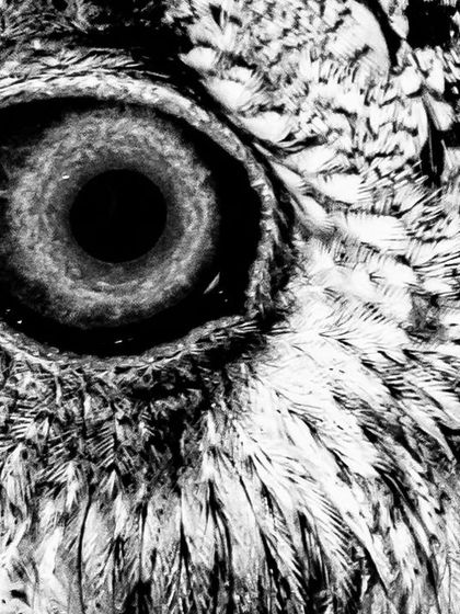 An abstract close-up of an Indian Scops Owl's eye in black and white, showing the incredible detail and patterns in its iris and feathers.