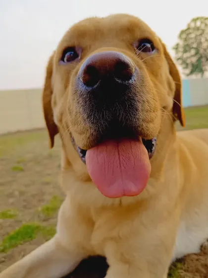 A happy, up-close boop from one of our favorite Labrador guests. We love getting to know each and every pet personally.