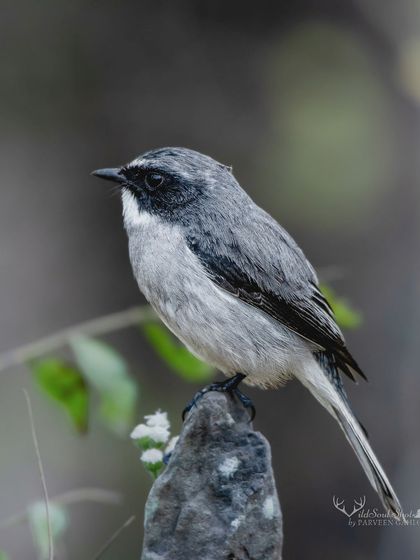 A male Grey Bushchat, with its silvery-grey body and black face, perched on a rock in Corbett National Park.