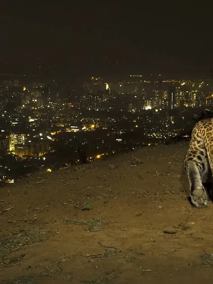 This image captures the essence of my work: a wild leopard pausing on a ridge, overlooking the sprawling, illuminated cityscape of Mumbai. It demonstrates that wildlife is not a distant concept but a present reality, thriving right at the edge of our urban world. This is the story of coexistence I strive to tell.