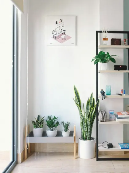 A collection of plants, including a Snake Plant and several smaller varieties, arranged on modern shelving. This shows how we can style an entire area to create a cohesive green corner.