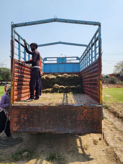 Delhi Gardner - Wholesale Plant & Turf Supply Natural Grass Turf: From Our Farm to Your Project photo 65