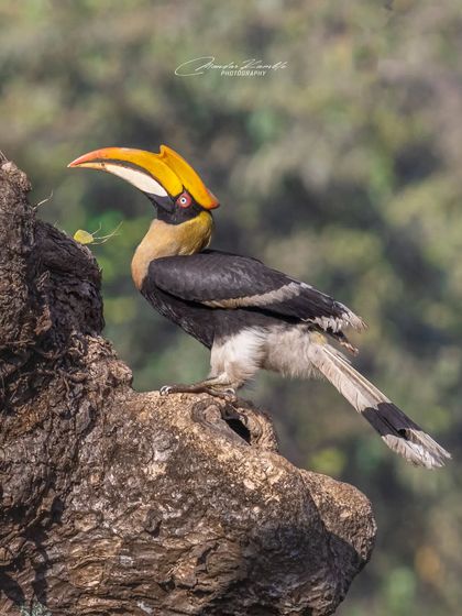 Birds of Prey: Hunters of the Sky photo 10