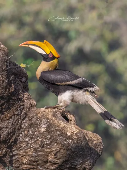 A female Great Hornbill, distinguished by her smaller casque and different eye colour. She is perched on the edge of her nest, a powerful and dedicated mother.