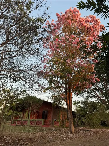 The vibrant Pink Trumpet tree in full bloom. During its season, it showers our paths with pink flowers, creating a truly magical and beautiful environment for our guests.