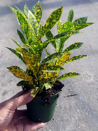 A Gold Dust Croton plant, held to show its size. The vibrant yellow speckles on its green leaves brighten up any room, and it's a great choice for a sunny spot.